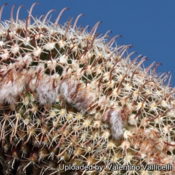 7985 valentino Valentino Vallicelli