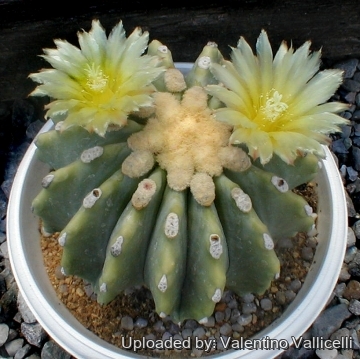 6846 valentino Valentino Vallicelli