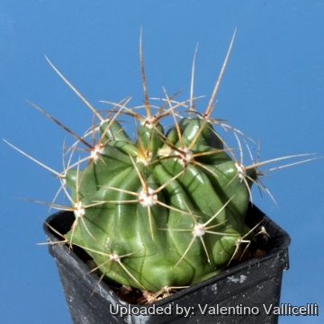 25594 valentino Valentino Vallicelli