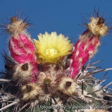 16572 valentino Valentino Vallicelli