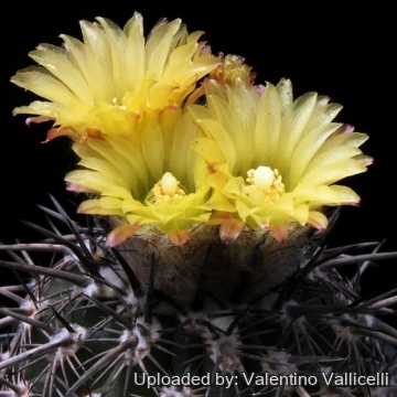 7593 valentino Valentino Vallicelli