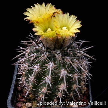 7594 valentino Valentino Vallicelli