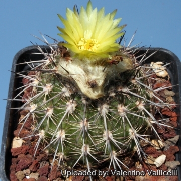 7595 valentino Valentino Vallicelli