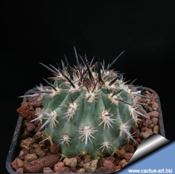 7597 cactus-art Cactus Art