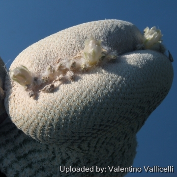 8217 valentino Valentino Vallicelli