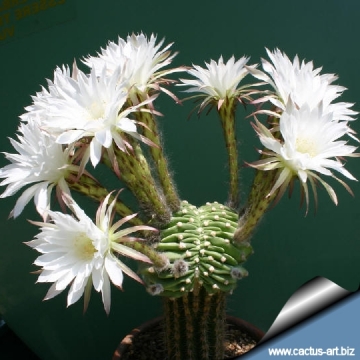 10293 cactus-art Cactus Art