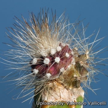 16981 valentino Valentino Vallicelli