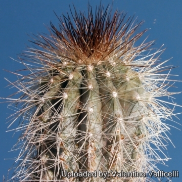 8361 valentino Valentino Vallicelli