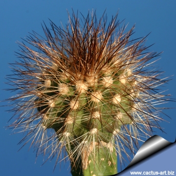 8363 cactus-art Cactus Art