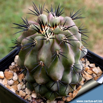3662 cactus-art Cactus Art