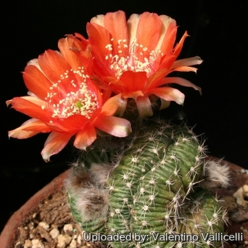 8530 valentino Valentino Vallicelli