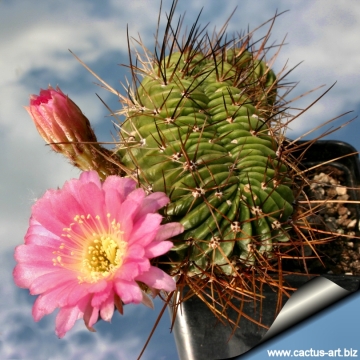 8531 cactus-art Cactus Art