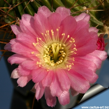 8532 cactus-art Cactus Art