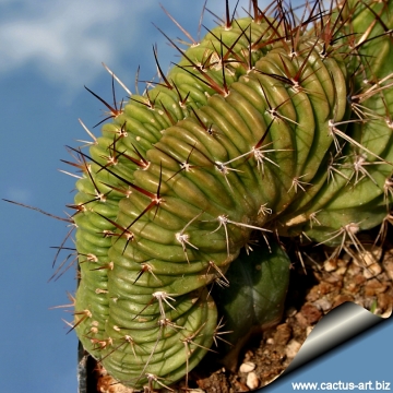 8535 cactus-art Cactus Art