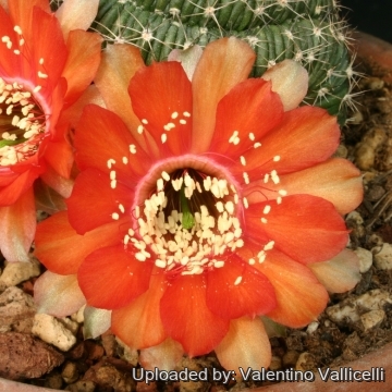 8536 valentino Valentino Vallicelli