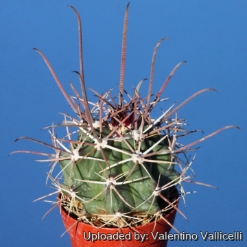 15777 valentino Valentino Vallicelli