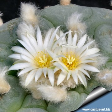 2289 cactus-art Cactus Art