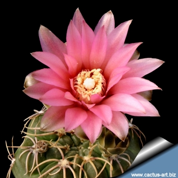 9936 cactus-art Cactus Art