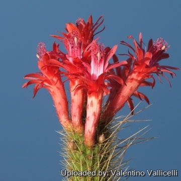 18089 valentino Valentino Vallicelli