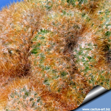 8700 cactus-art Cactus Art