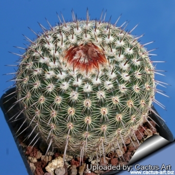 11731 cactus-art Cactus Art