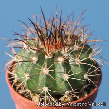 23687 valentino Valentino Vallicelli