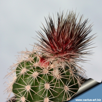 8879 cactus-art Cactus Art