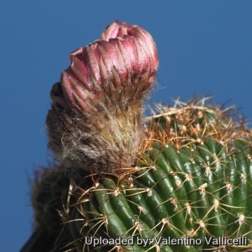 17922 valentino Valentino Vallicelli