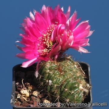 17923 valentino Valentino Vallicelli