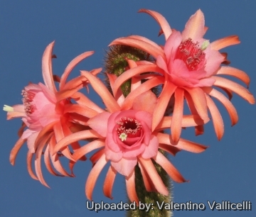 9032 valentino Valentino Vallicelli