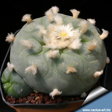 2288 cactus-art Cactus Art