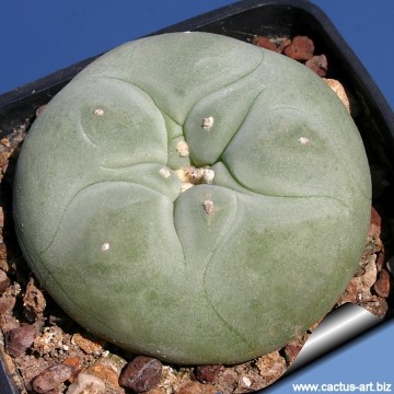 2290 cactus-art Cactus Art