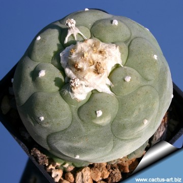 2291 cactus-art Cactus Art