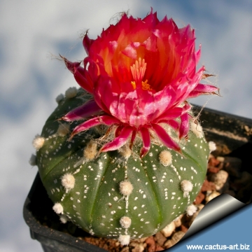 6655 cactus-art Cactus Art