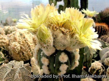 18861 Ilham Prof. Ilham Alakbarov