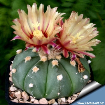 9292 cactus-art Cactus Art
