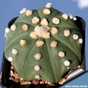 9294 cactus-art Cactus Art
