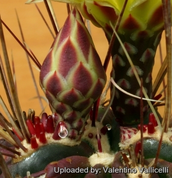 9299 valentino Valentino Vallicelli