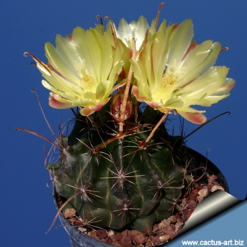 9303 cactus-art Cactus Art