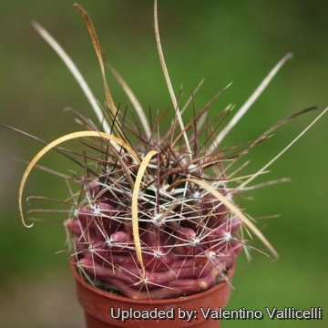 18268 valentino Valentino Vallicelli