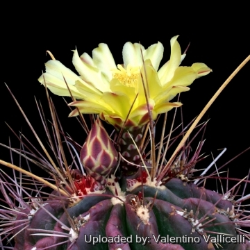 9300 valentino Valentino Vallicelli