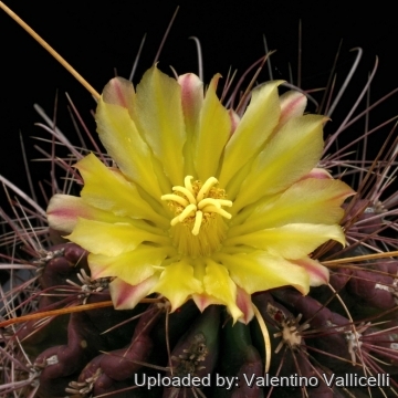 9301 valentino Valentino Vallicelli