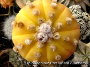 18611 Ilham Prof. Ilham Alakbarov