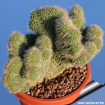 9355 cactus-art Cactus Art