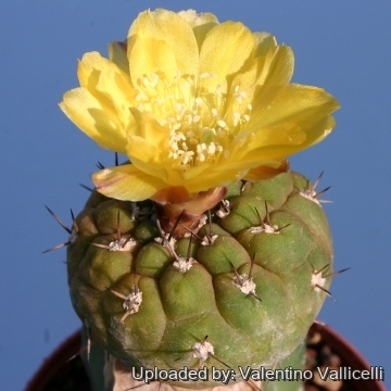 9545 valentino Valentino Vallicelli