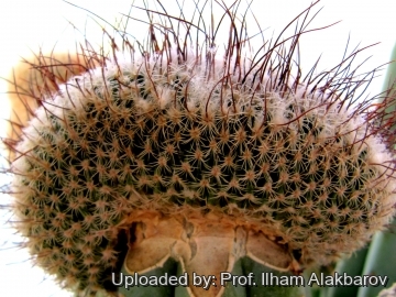 26116 Ilham Prof. Ilham Alakbarov