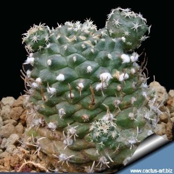 9667 cactus-art Cactus Art