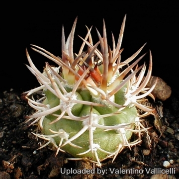 17935 valentino Valentino Vallicelli