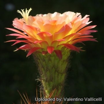 16569 valentino Valentino Vallicelli