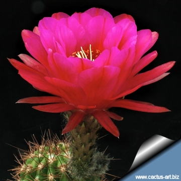 9741 cactus-art Cactus Art